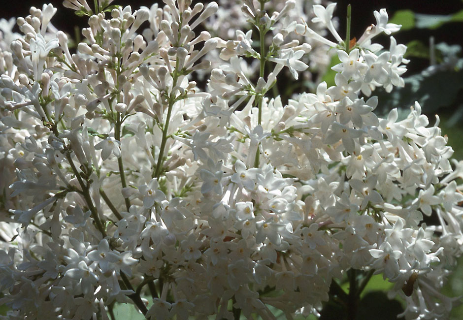"Agnes Smith" Syringa prestoniae